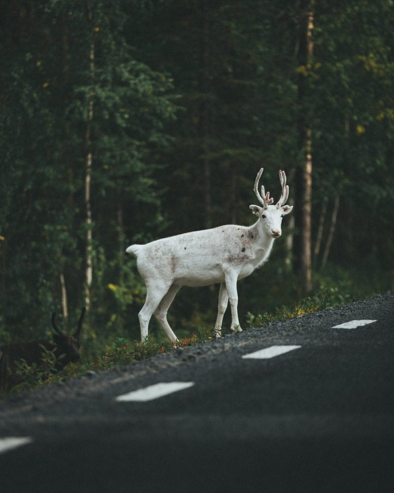 Какой штраф за сбитого лося?